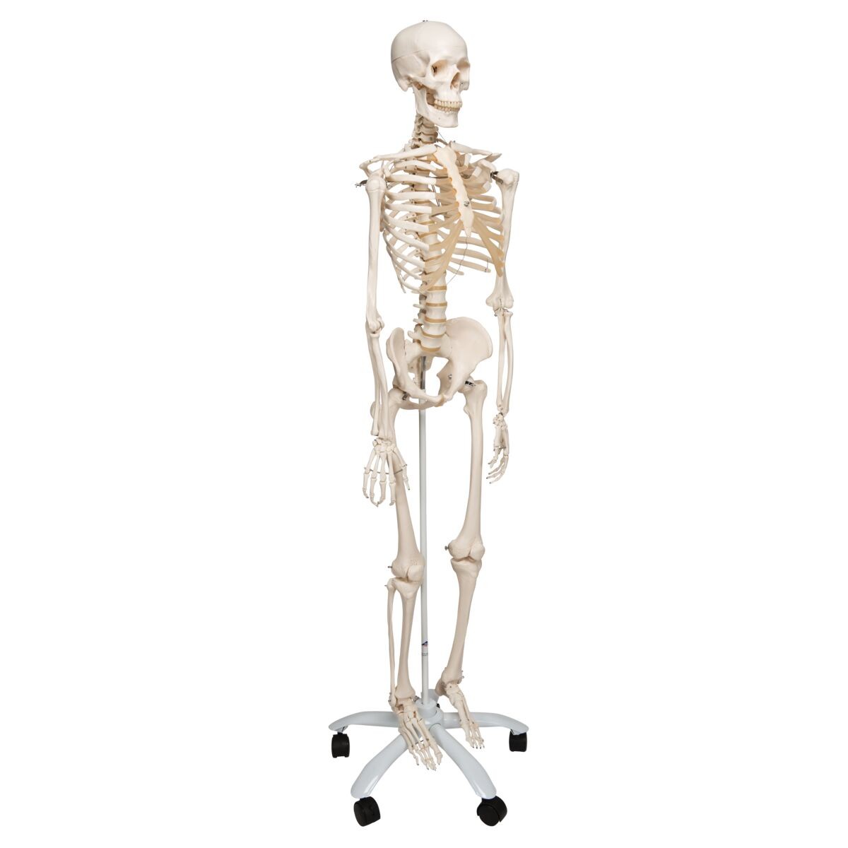 Human Skeleton Models